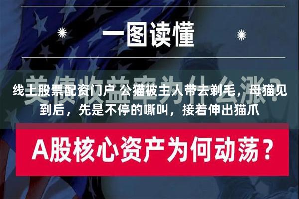 线上股票配资门户 公猫被主人带去剃毛，母猫见到后，先是不停的嘶叫，接着伸出猫爪